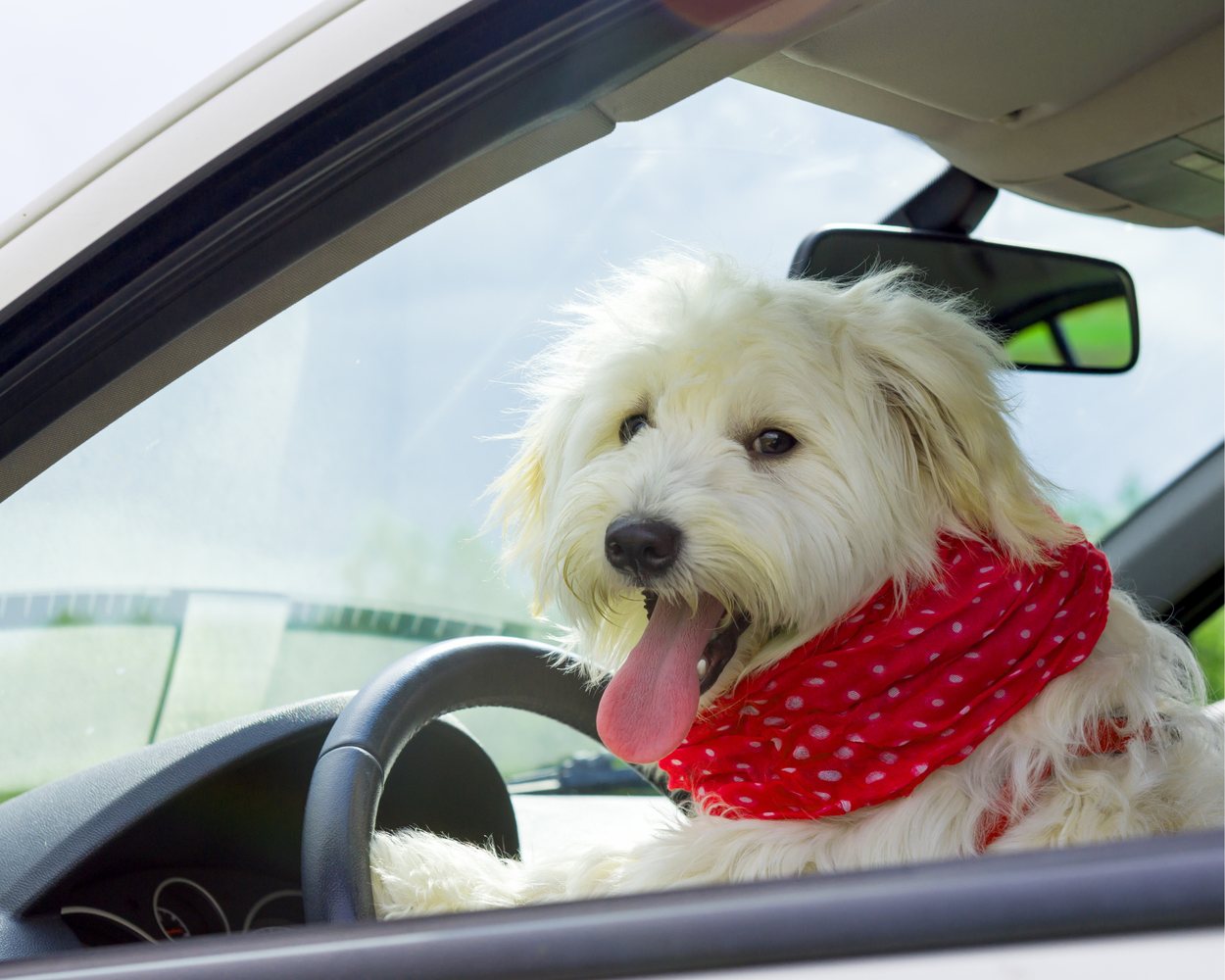 Marley's Móvil, el transporte de Marley's Paw